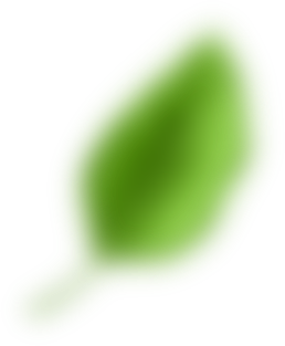 Bottom Leaf